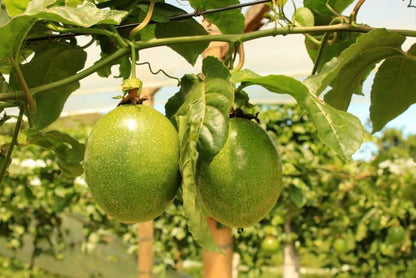 Maracuja gelb von Familie Ramon