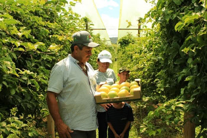 Maracuja gelb von Familie Ramon