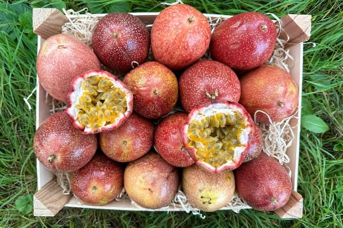 Frische Bio Maracuja rot in einer Holzkiste – direkt aus Spanien kaufen, saftig und aromatisch