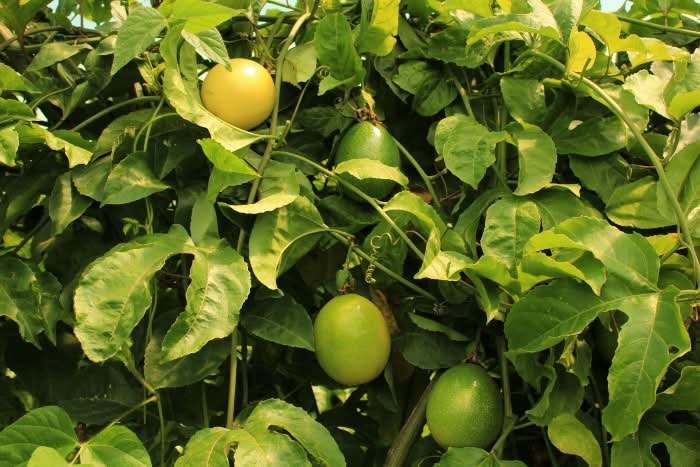 Maracuja gelb von Familie Ramon