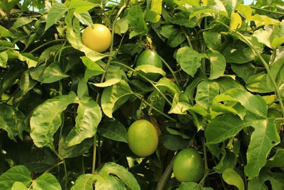 Maracuja gelb von Familie Ramon