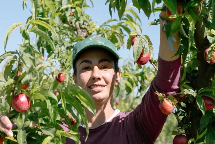 Pflaumen-Delikatesse Pluot Bio von Maria
