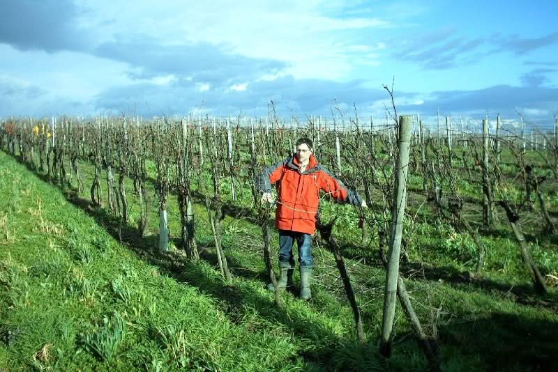 Trauben blaue Muscat d´Hambourg Bio Demeter