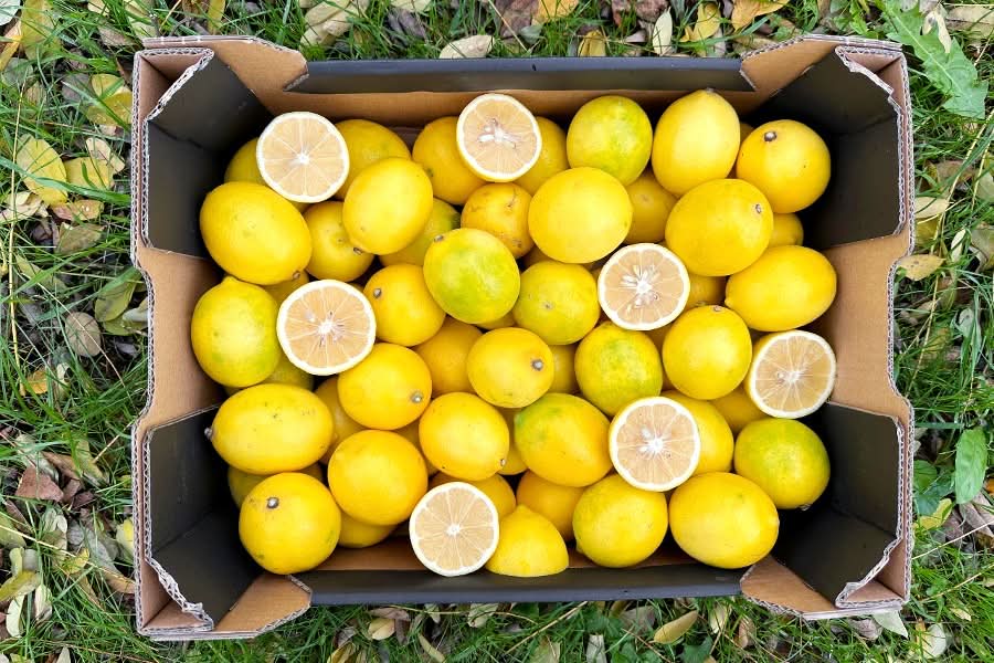 Bio Zitronenspezialität "Meyer" Aktionspreis % 1kg