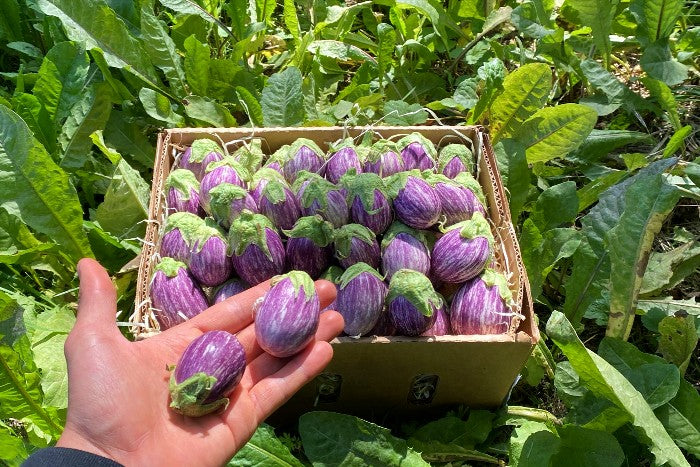 Auberginen Baby Graffiti Bio aus der Provence