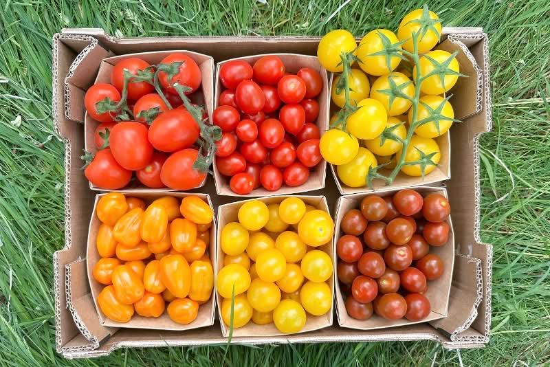 Tomatenjuwelen-Box Bio regional Aktionspreis