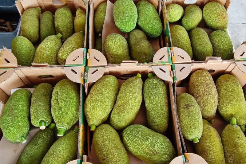 Jackfruit (Yaca) (Stk ca. 2 - 3kg)