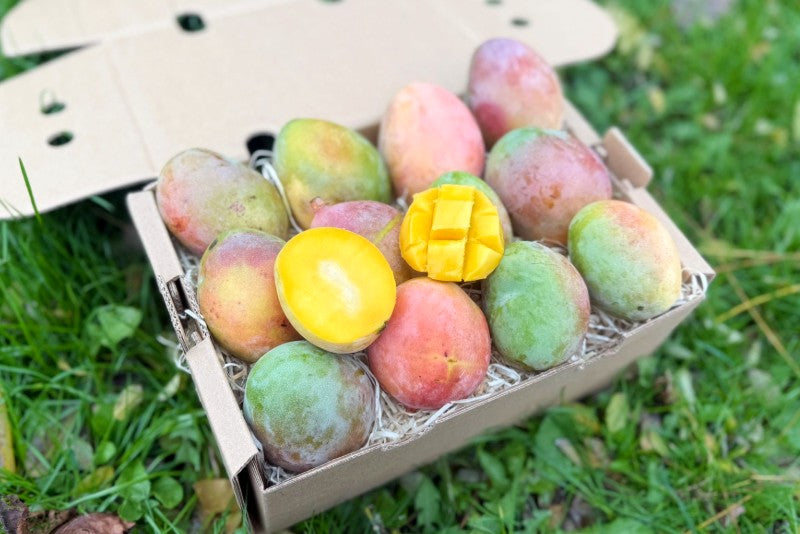 Mini-Mango Keitt Bio Sonderpreis %