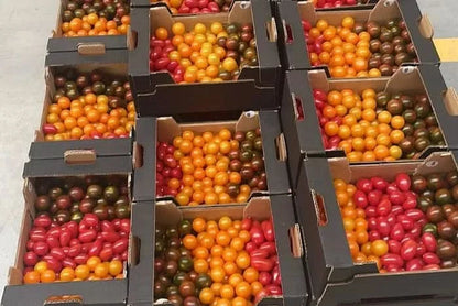 Tomaten Mini bunt Bio regional