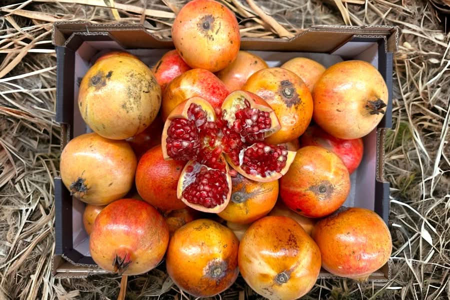 Granatapfel rosa "Mollar" Bio von Antonio