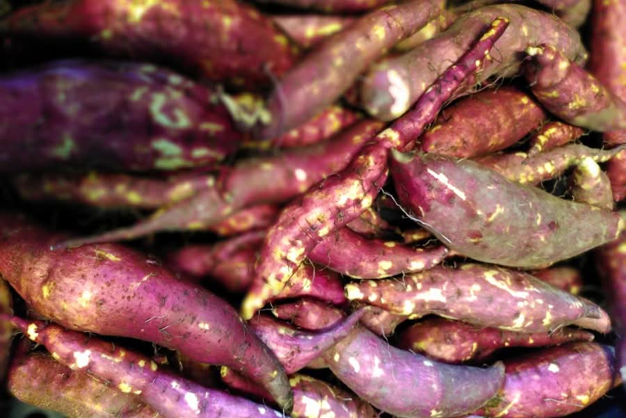 Süsskartoffel Murasaki Billesberger Hof Bio