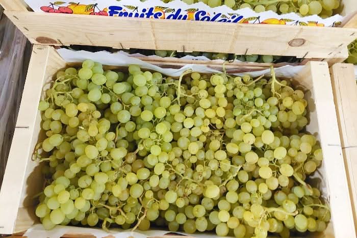 Trauben Chasselas de Moissac Bio aus der Provence