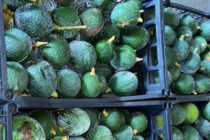 Avocadorarität Nabal wild von Julian