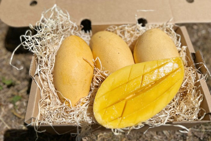 Mango Nam Dok Mai Retterbox