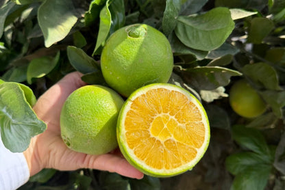 Orangen Bio Navelina von Andres