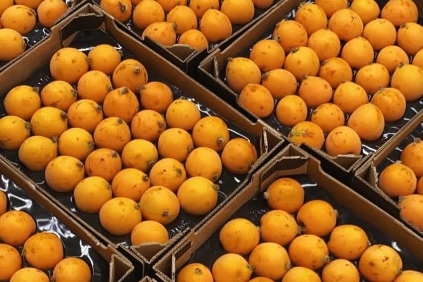 Nisperos (Japanische Mispel/Loquats) wild von Julian 500g