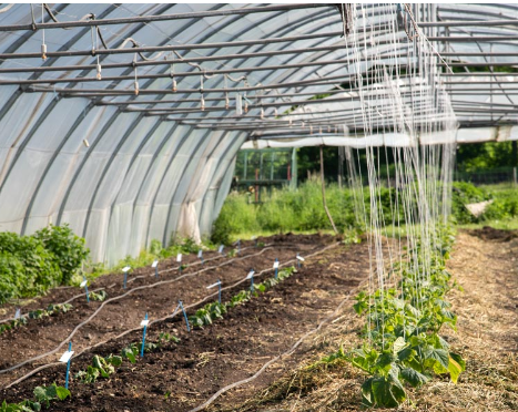 Fenchel Bio demeter regional vom Obergrashof