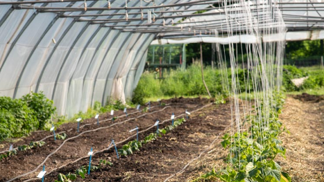 Zucchini Bio regional demeter vom Obergrashof