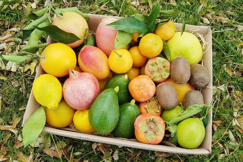 Bio Obstbox „Vitamin-Power“