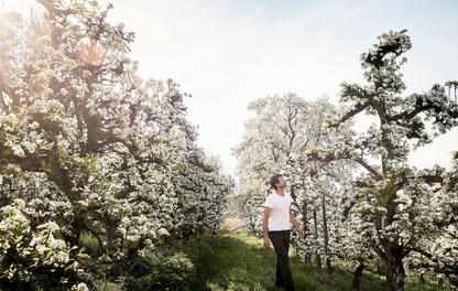 Apfel Topaz Bio regional