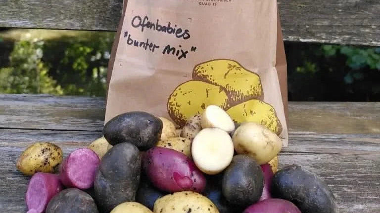 Bio Kartoffel „Ofenbabies bunt" regional vom Billesbergerhof NEUE ERNTE!