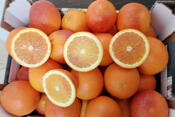 Blutorangen Lempso Bio Familie Caracciolo Sizilien