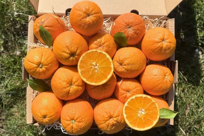 Orangen Valencia Bio neue Ernte – Produktfoto