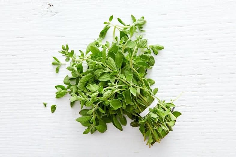 Oregano im Bund Bio 1 Stk.