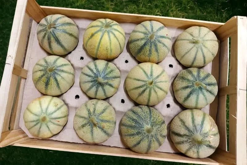 Honigmelone Bio Charentais