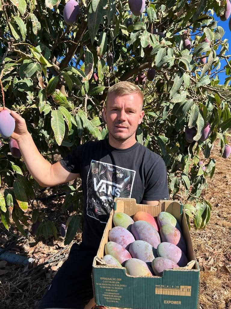 Mango Osteen Bio von Julian Box 4kg Sonderaktion!