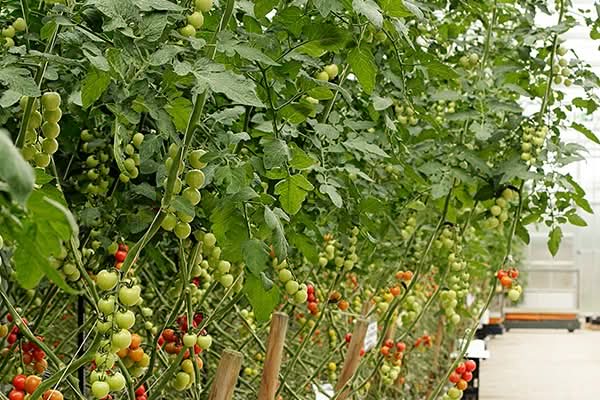 Tomaten gelb "Orange Organza" (alte Sorte) Bio regional