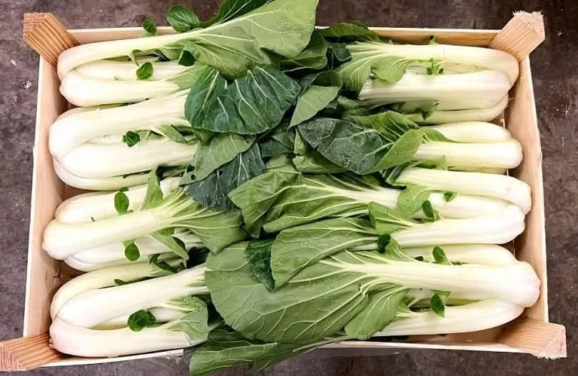 Pak Choi Bio Demeter Box 8 Stk.