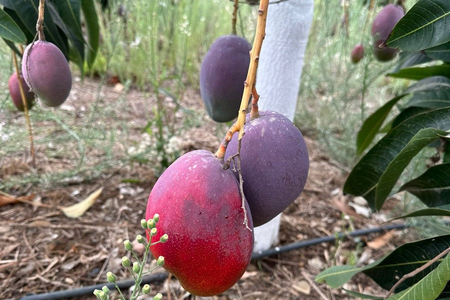 Mango Palmer von Julian Aktionswoche %