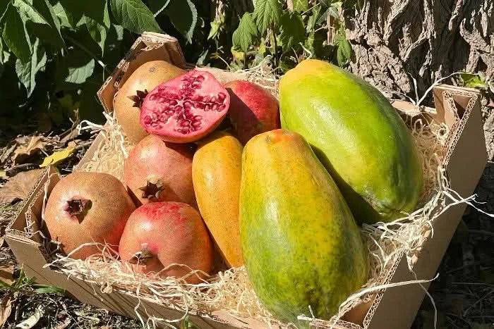 Superfruit Duo Bio Box