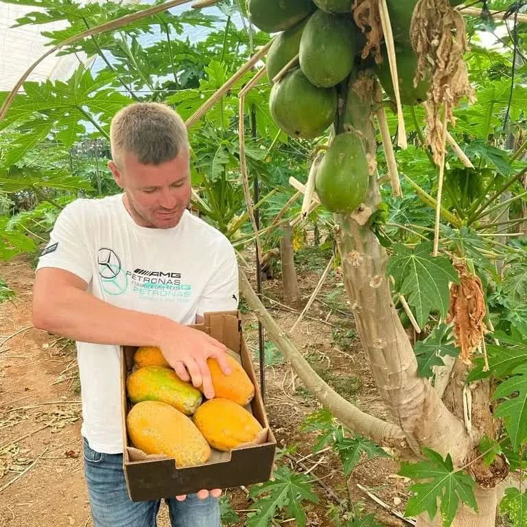 Papaya Bio von Julian 4,5kg Box Wochenaktion %