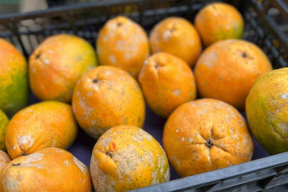 Papaya Bio von Julian Retterbox 4kg