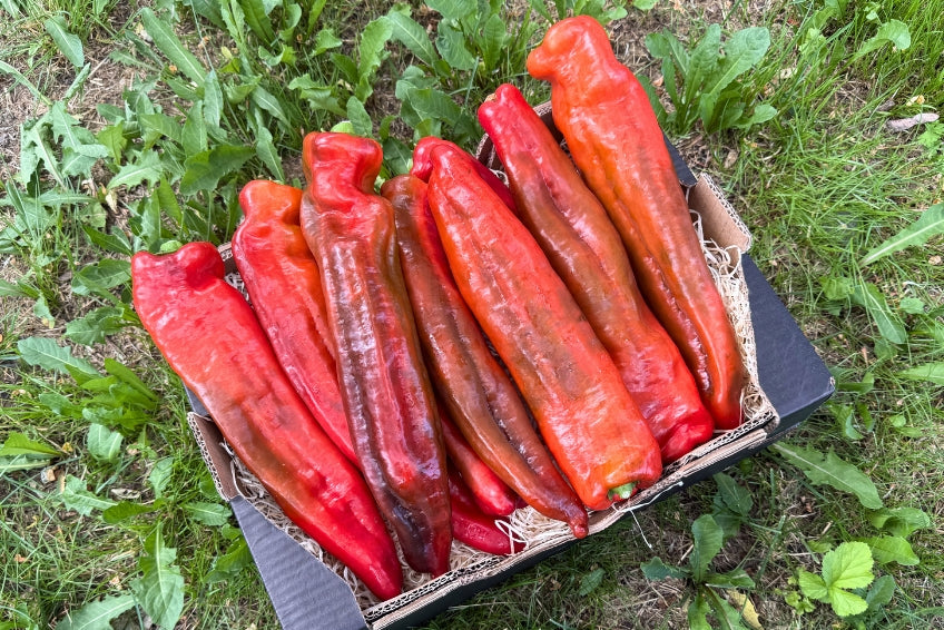 Paprika spitz Bio