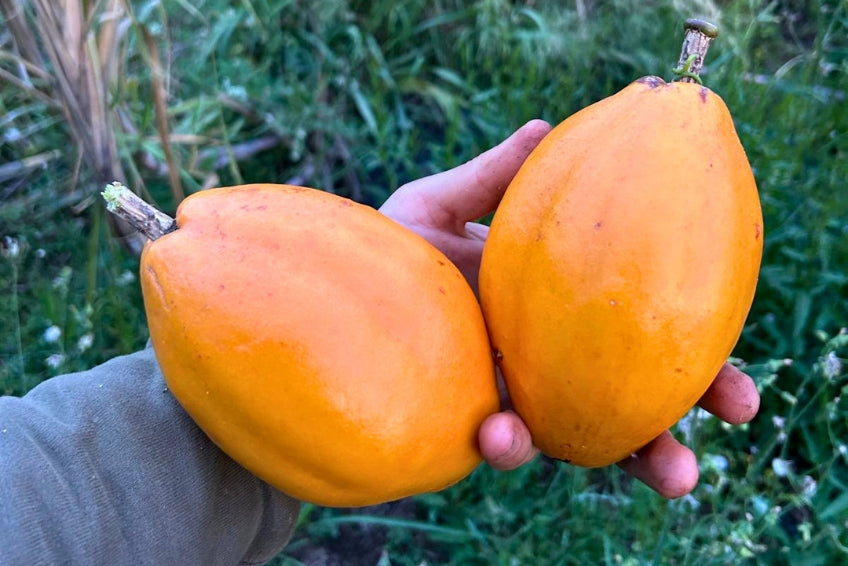 Passionsfrucht Alata von Salvador