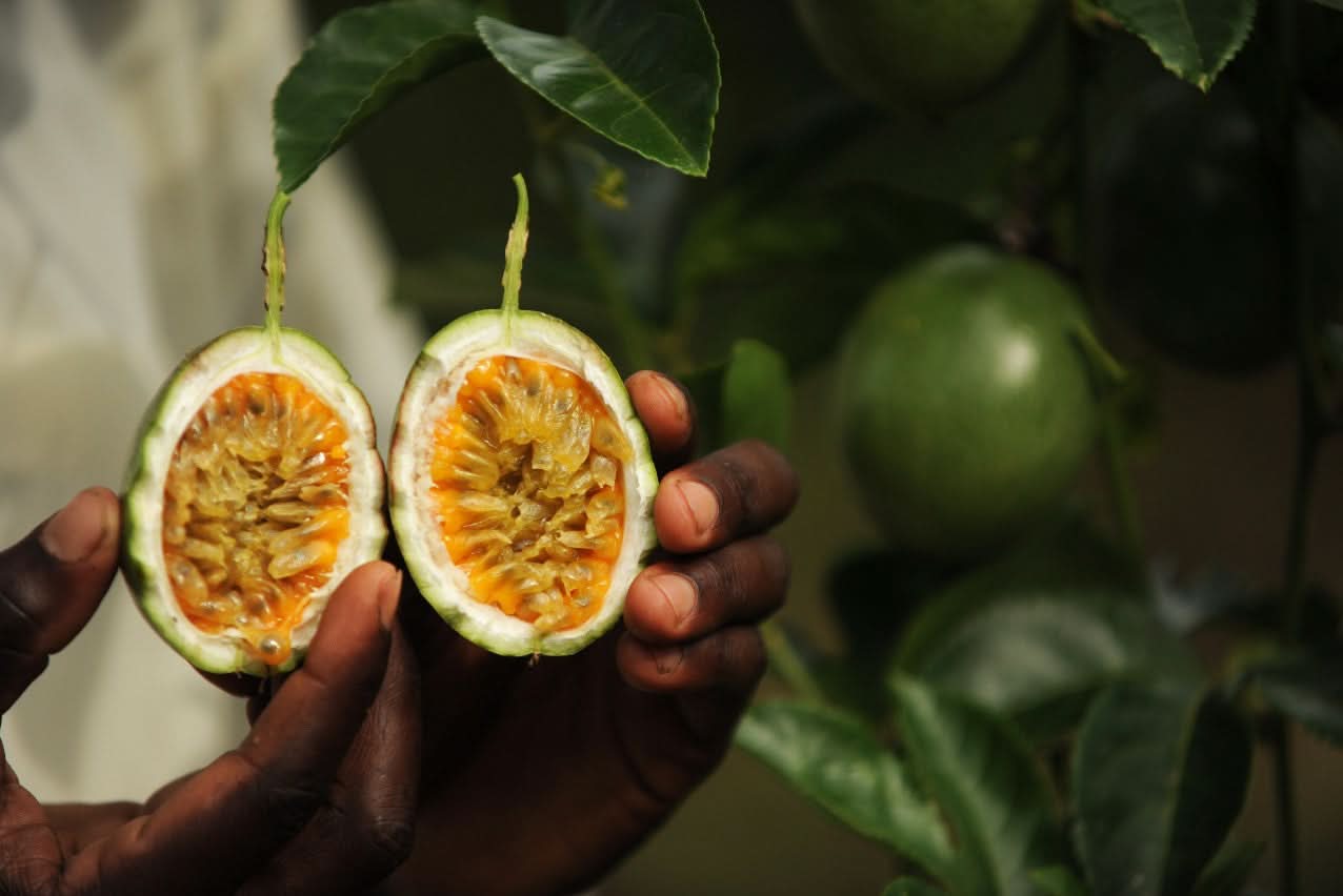 Aufgeschnittene Passionsfrucht in der Hand eines Bauern – frische Fair Trade Passionsfrüchte kaufen direkt vom Erzeuger