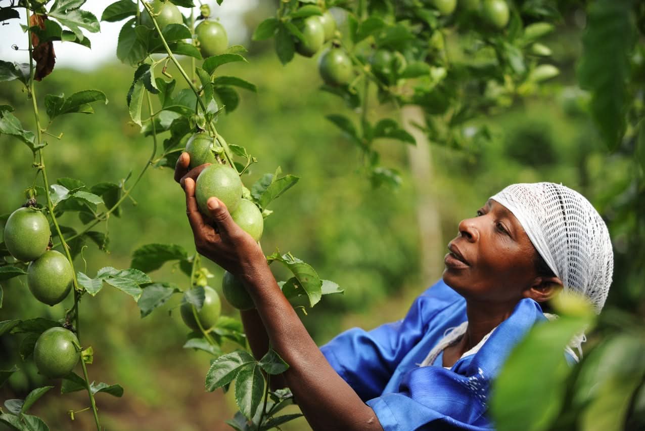 Frau erntet Bio-Passionsfrüchte auf einer Fair-Trade-Farm – jetzt hochwertige Passionsfrüchte kaufen und nachhaltigen Anbau unterstützen.