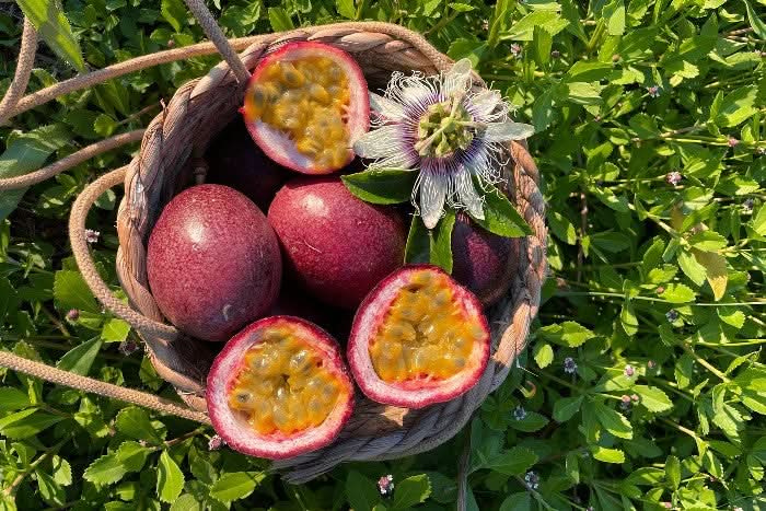 Frisch geerntete Passionsfrüchte aus Spanien im Korb mit Blüte – ideal für alle, die hochwertige Bio Passionsfrüchte kaufen Spanien möchten