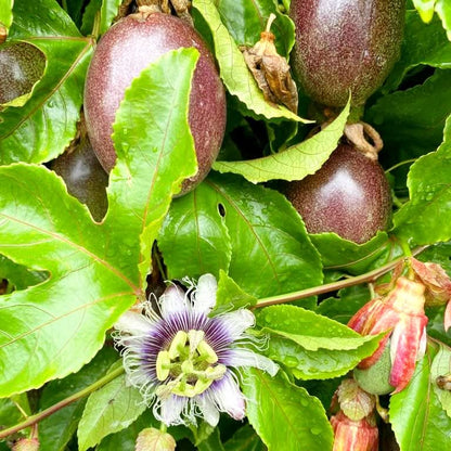 Passionsfrüchte lila Gulupa kaufen – Bio-Gulupa mit Blüte und Frucht direkt an der Pflanze