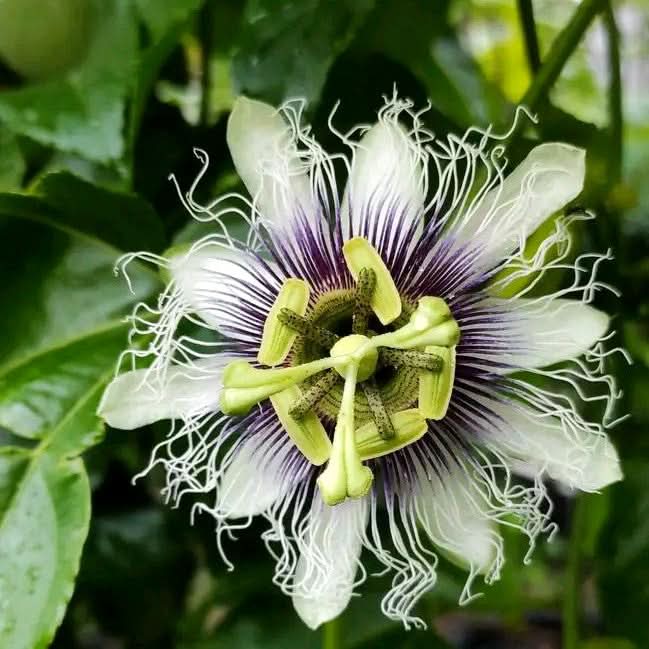 Passionsfrüchte lila Gulupa kaufen – Nahaufnahme der exotischen Blüte der Bio-Passionsfruchtpflanze