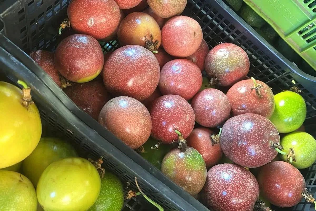 Reife und unreife rote Passionsfrüchte in einer Obstkiste aus Spanien – jetzt hochwertige Passionsfrüchte rot kaufen Spanien