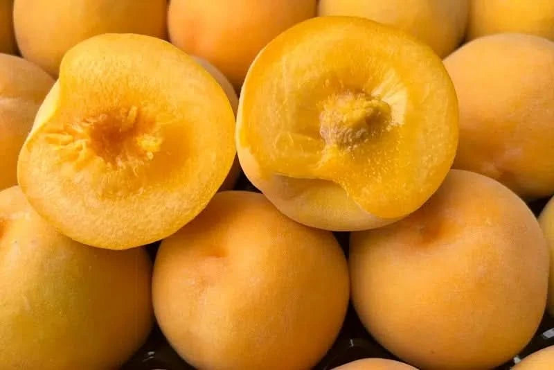 Pfirsich Bio "Percoca" Bio Apulien Flashaktion