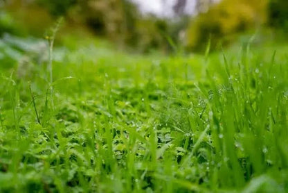 Orangen Bio Navelina von Andres