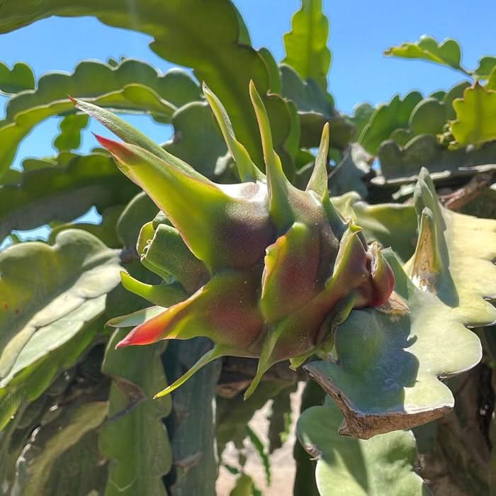 Tropenreise Südamerika Box