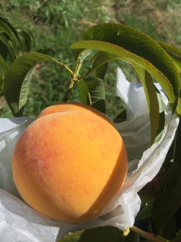 Pfirsich gelb "Catherine" Bio von Nicolas