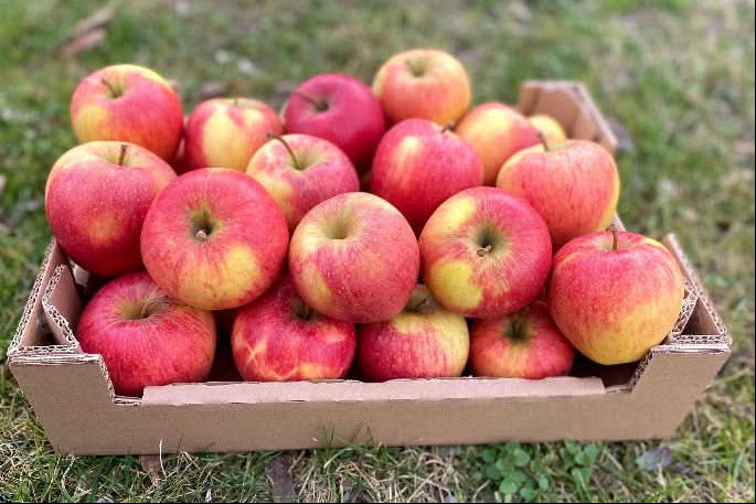 Apfel Pinova Bio regional Bodensee