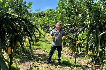 Goldene Drachenfrucht (Pitaya) von Alfonso